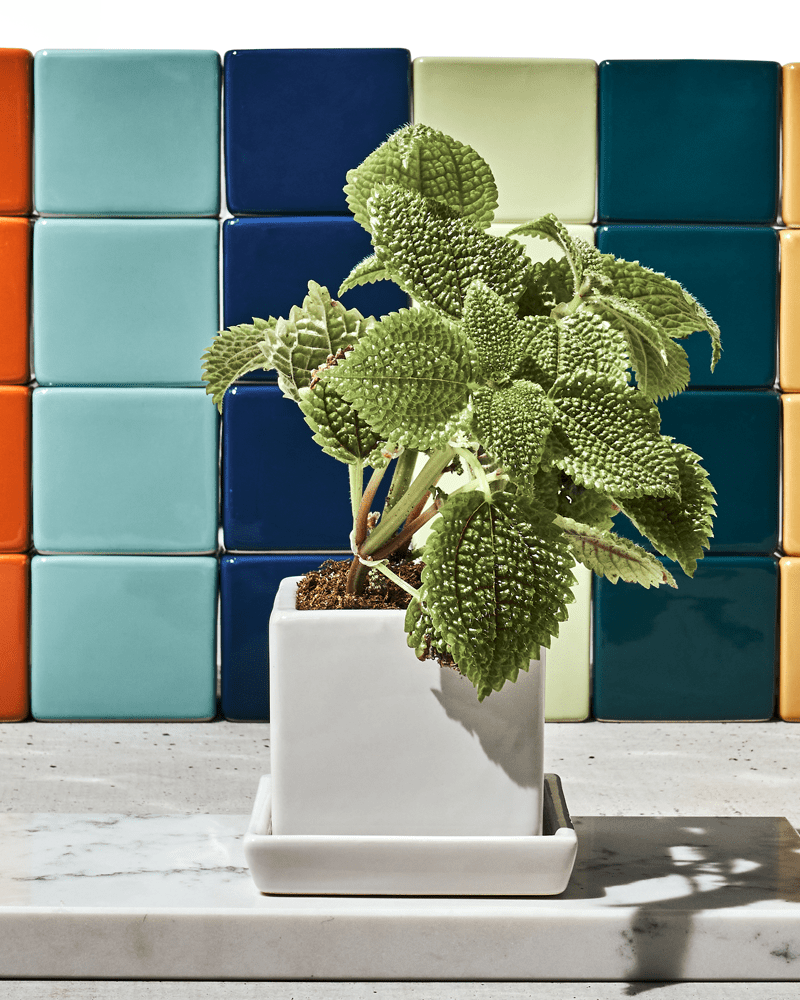 Cube & Saucer Ceramic Pot With Drainage Hole - Chive Ceramics Studio - Pots - Chive Ceramics Studio