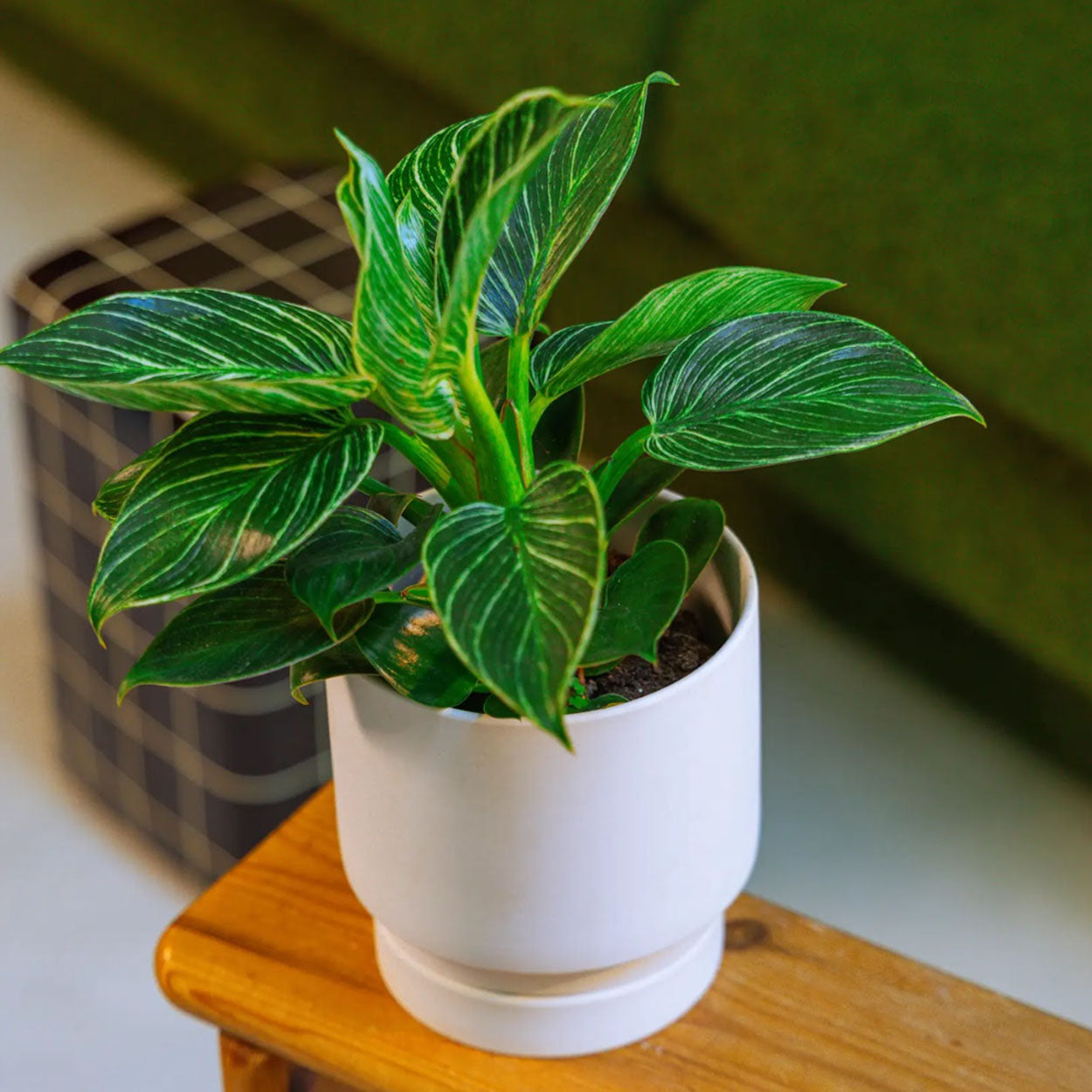 Chive Casey ceramic plant pot styled with a green houseplant indoor.
