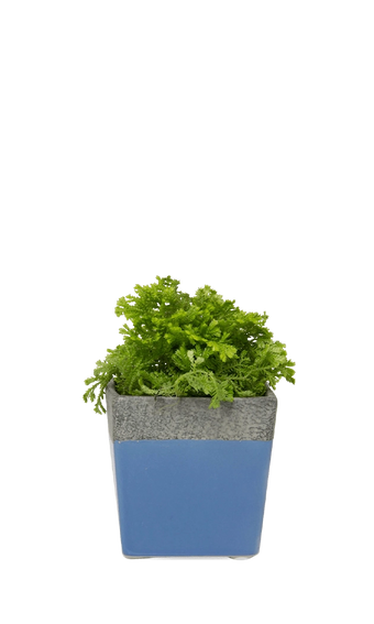 Cornflower Blue Ceramic Planter with Drainage Hole and Saucer