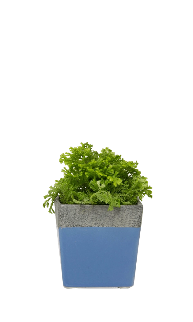 Cornflower Blue Ceramic Planter with Drainage Hole and Saucer