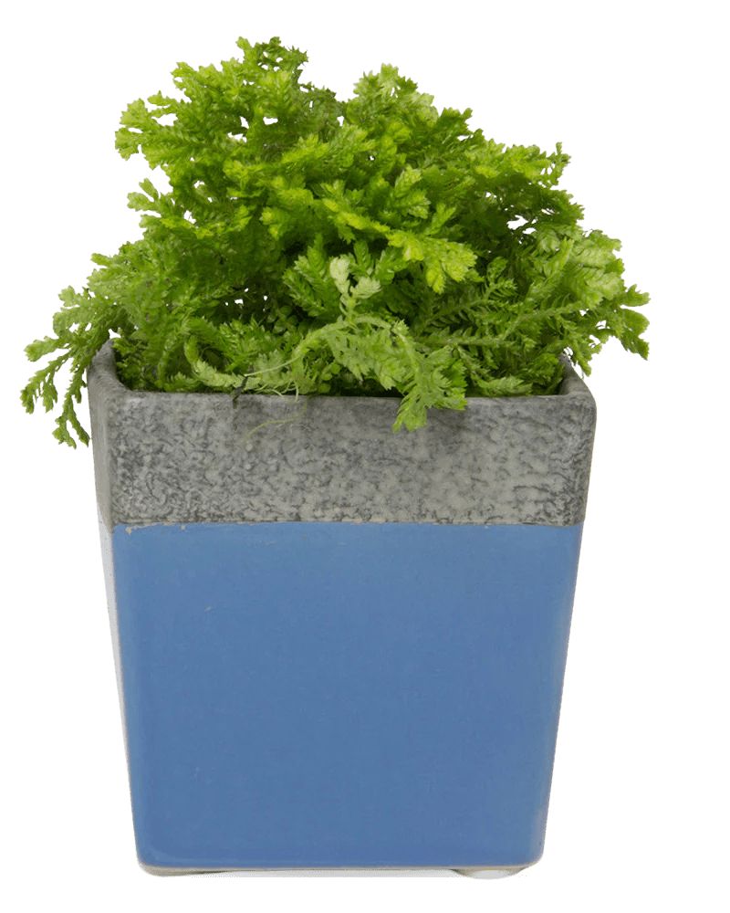 Chive Duo cornflower blue ceramic pot with drainage and saucer styled with a plant.