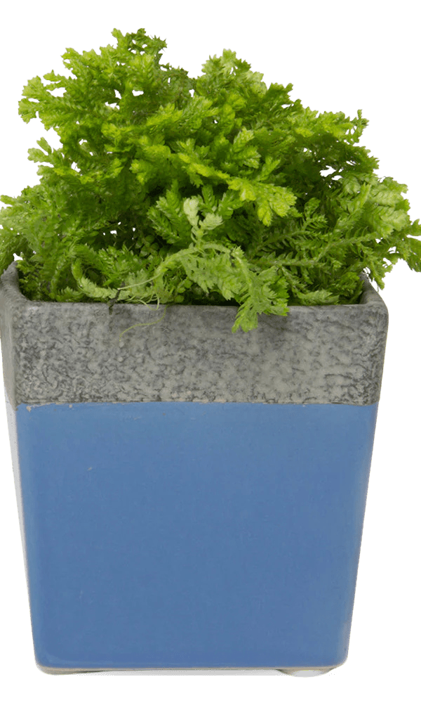 Chive Duo cornflower blue ceramic pot with drainage and saucer styled with a plant.