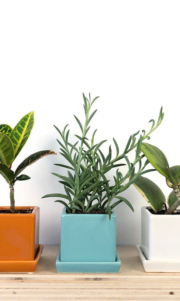 Cube & Saucer Ceramic Pot With Drainage Hole - Chive Ceramics Studio - Pots - Chive Ceramics Studio