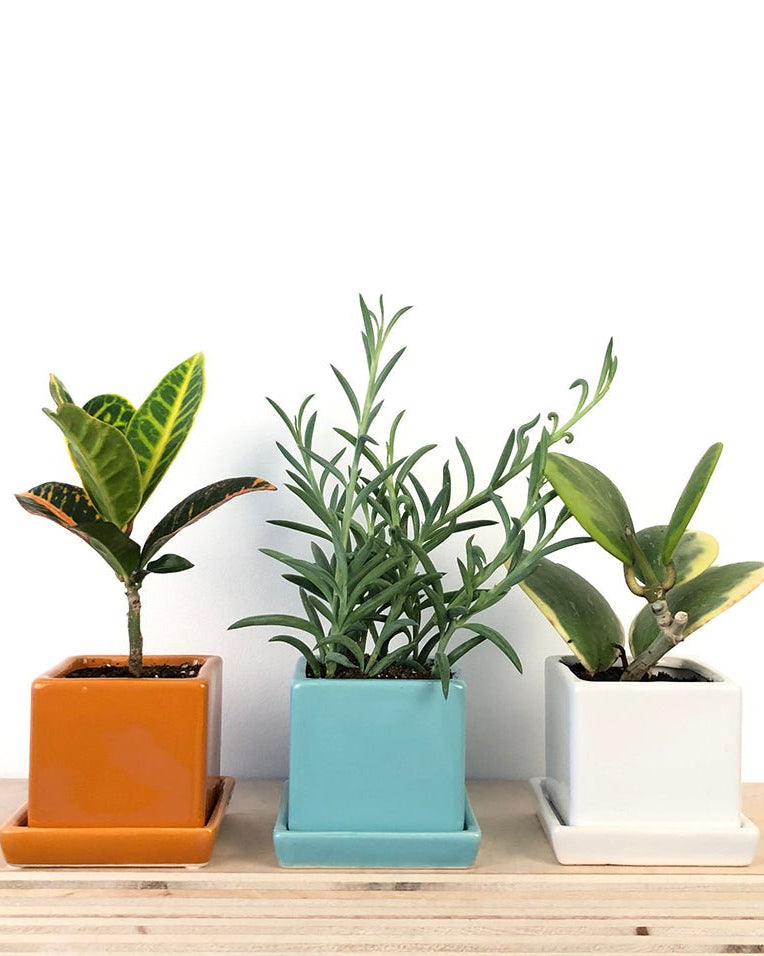 Cube & Saucer Ceramic Pot With Drainage Hole - Chive Ceramics Studio - Pots - Chive Ceramics Studio