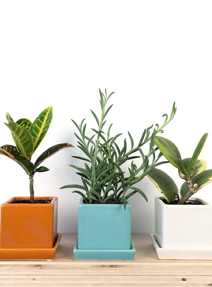 Cube & Saucer Ceramic Pot With Drainage Hole - Chive Ceramics Studio - Pots - Chive Ceramics Studio