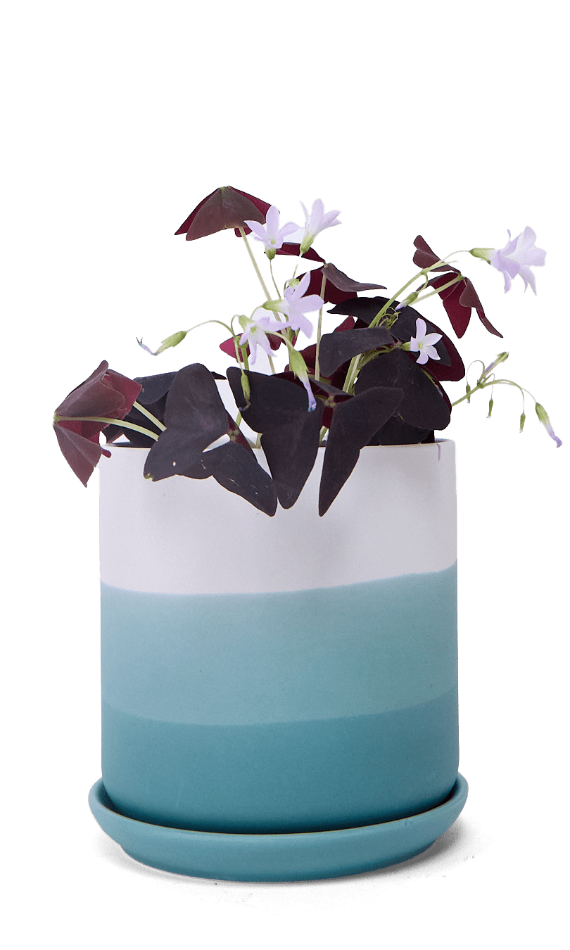 Devo Porcelain Planter With Drainage Hole And Saucer - Chive Ceramics Studio - Pots - Chive US