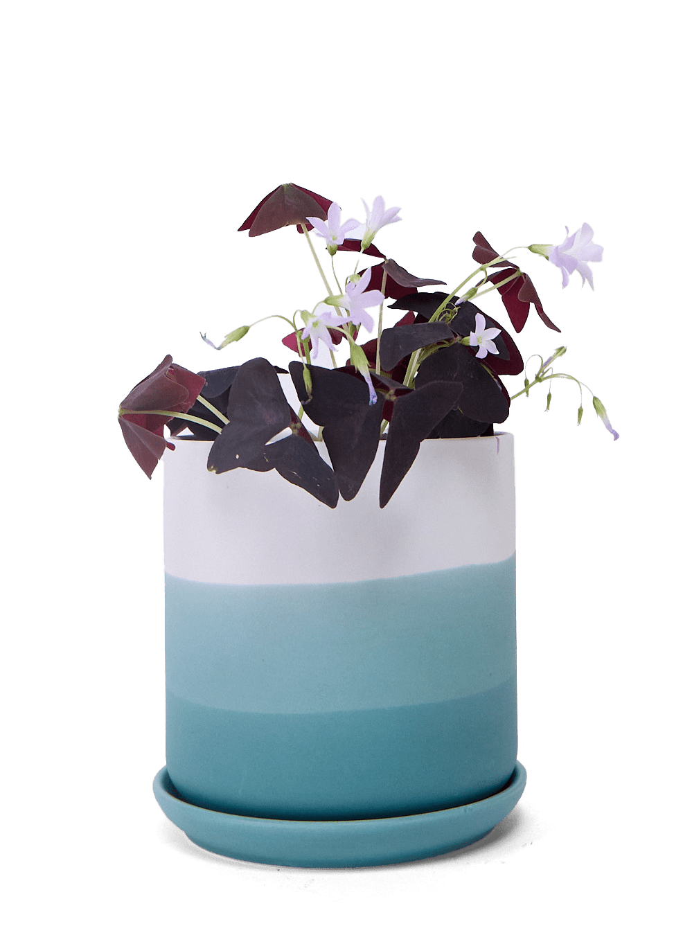 Devo Porcelain Planter With Drainage Hole And Saucer - Chive Ceramics Studio - Pots - Chive US