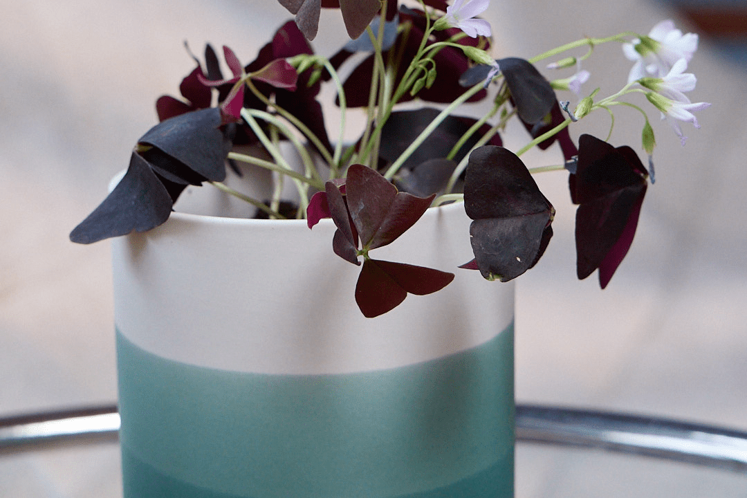Devo Porcelain Planter With Drainage Hole And Saucer - Chive Ceramics Studio - Pots - Chive US