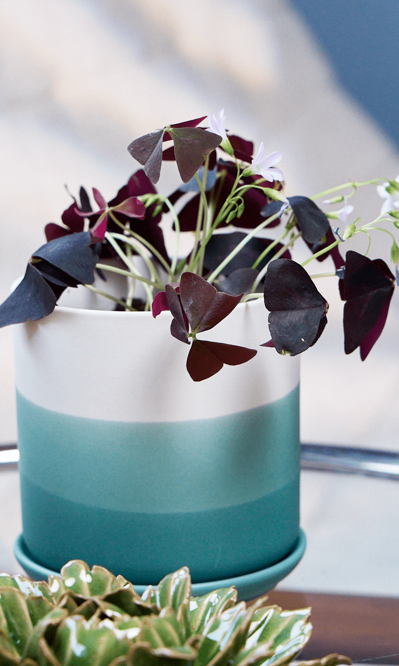 Devo Porcelain Planter With Drainage Hole And Saucer - Chive Ceramics Studio - Pots - Chive US