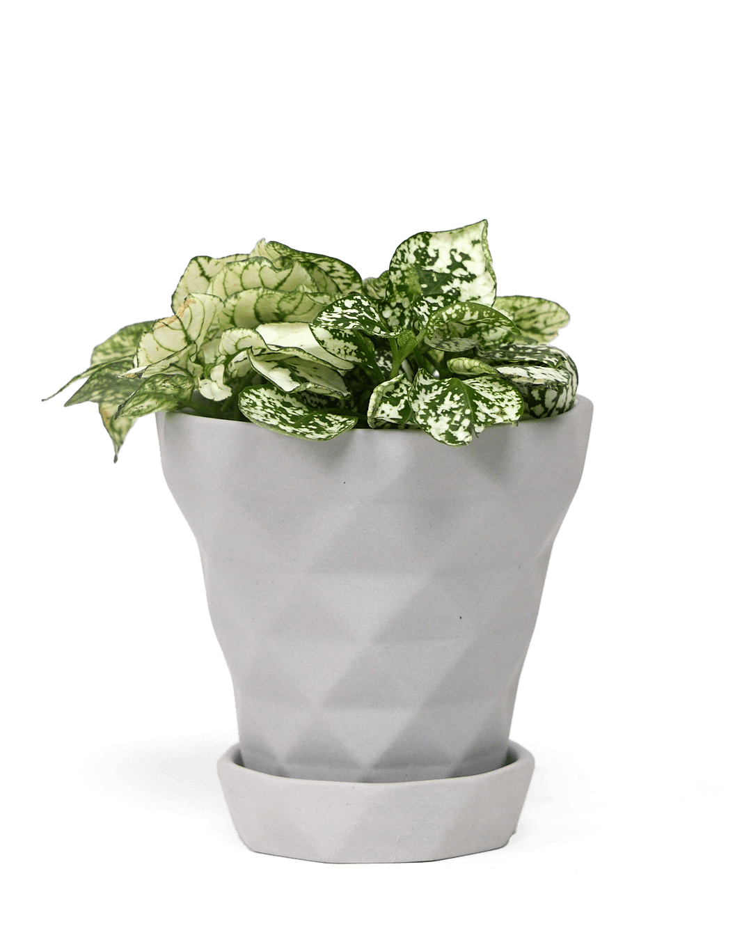 Diamond Porcelain Modern Indoor Plant Pot With Saucer - Chive Ceramics Studio - Pots - Chive US