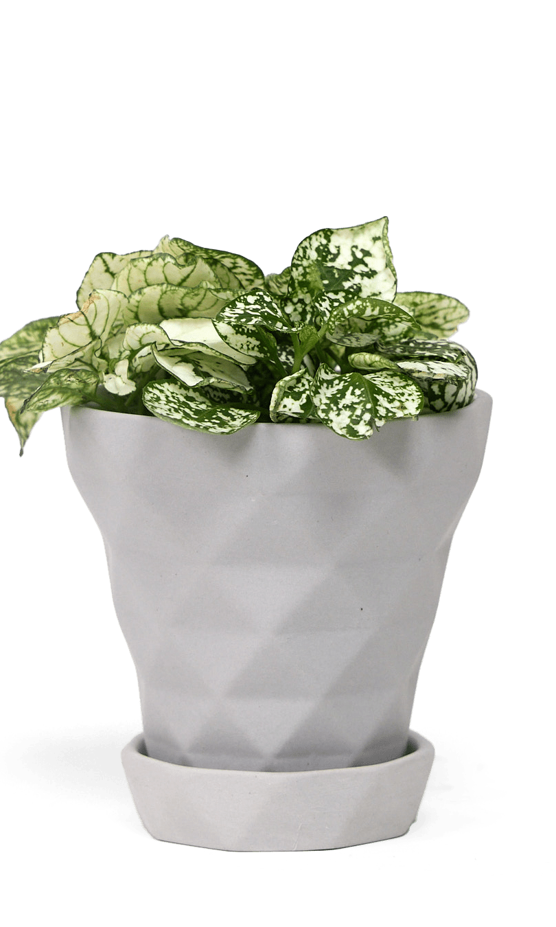 Diamond Porcelain Modern Indoor Plant Pot With Saucer - Chive Ceramics Studio - Pots - Chive US