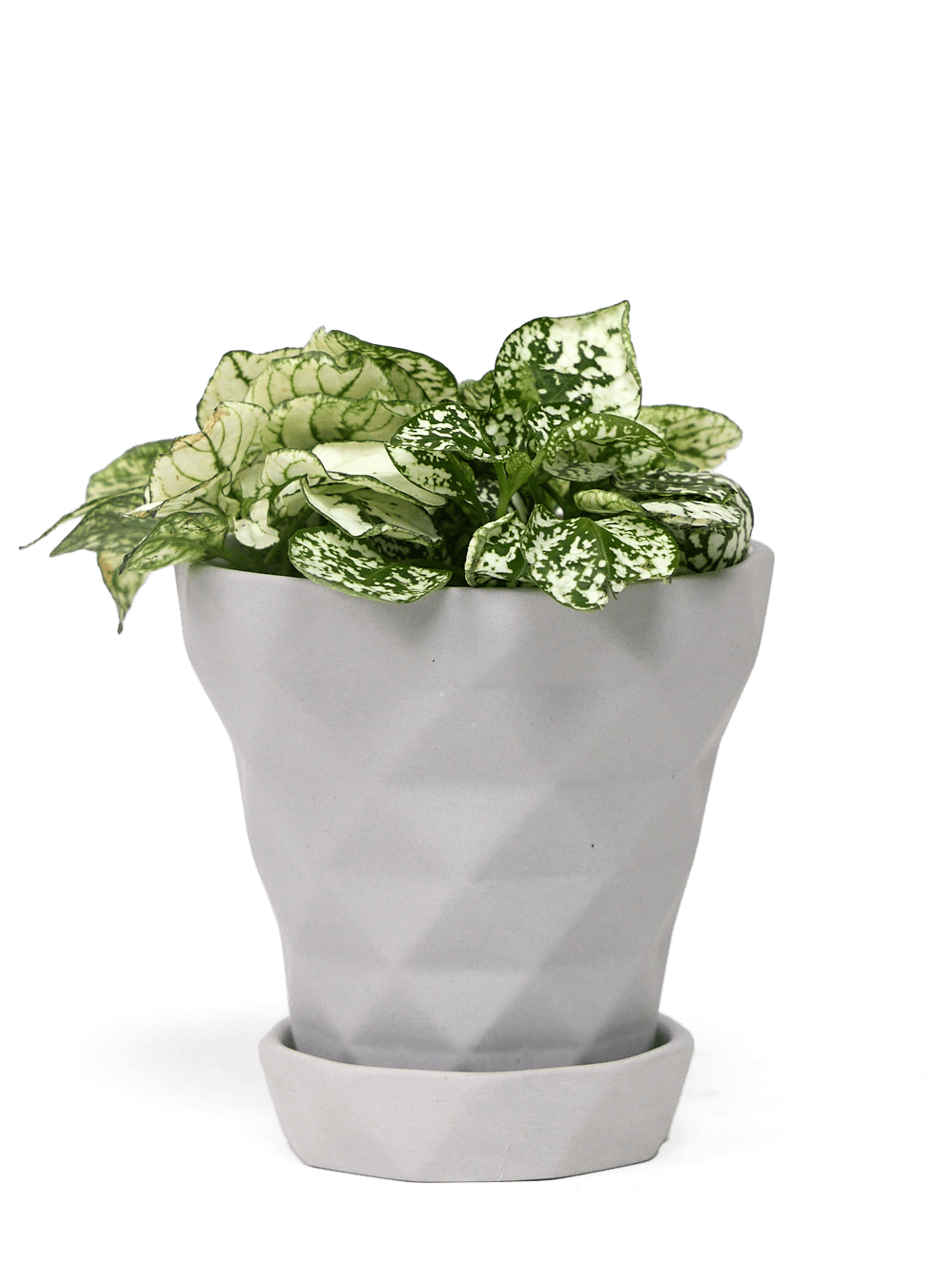 Diamond Porcelain Modern Indoor Plant Pot With Saucer - Chive Ceramics Studio - Pots - Chive US