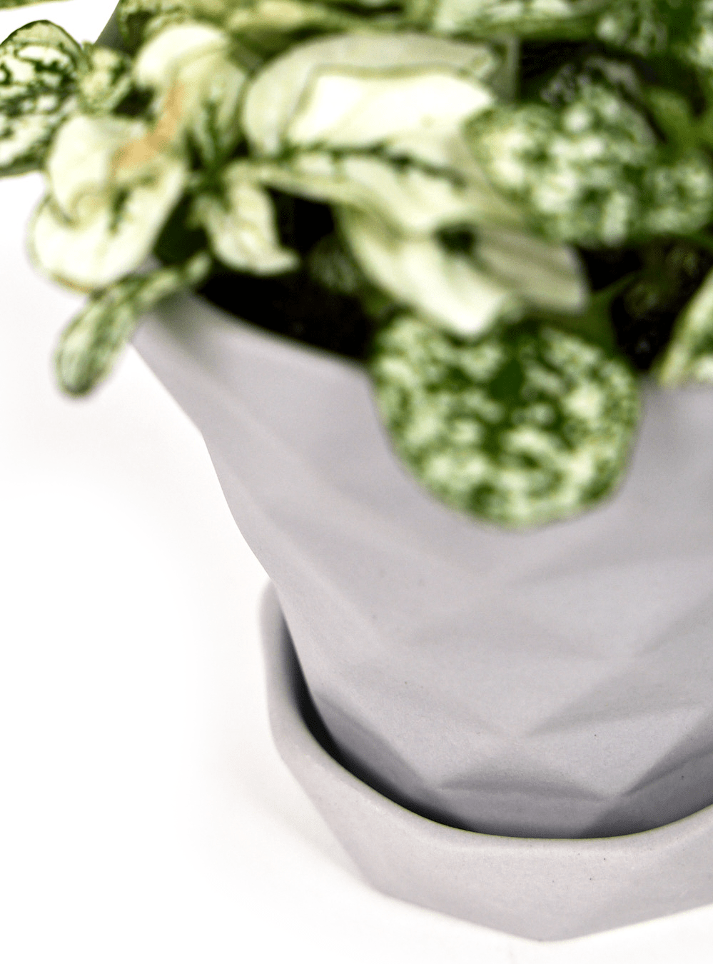 Diamond Porcelain Modern Indoor Plant Pot With Saucer - Chive Ceramics Studio - Pots - Chive US