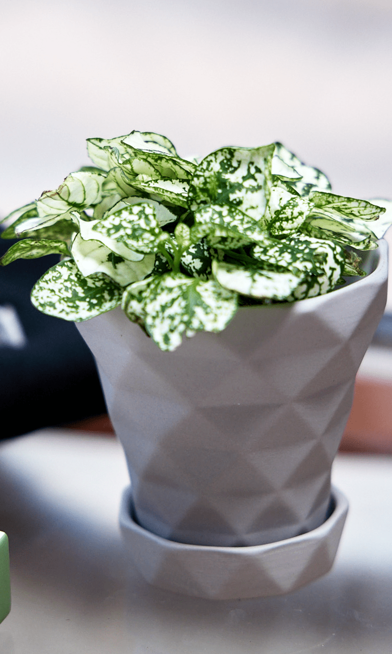 Diamond Porcelain Modern Indoor Plant Pot With Saucer - Chive Ceramics Studio - Pots - Chive US