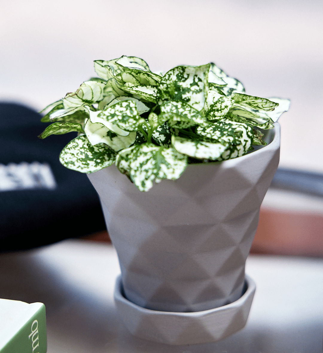 Diamond Porcelain Modern Indoor Plant Pot With Saucer - Chive Ceramics Studio - Pots - Chive US