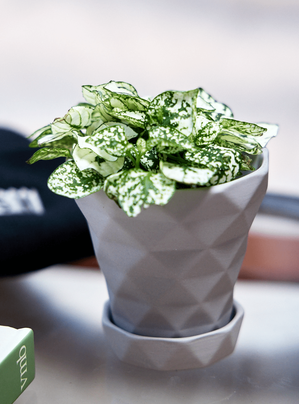 Diamond Porcelain Modern Indoor Plant Pot With Saucer - Chive Ceramics Studio - Pots - Chive US