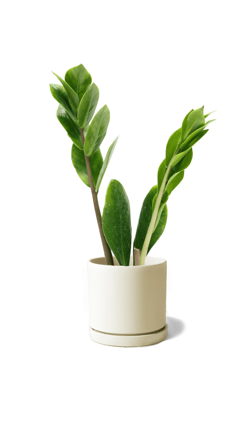 Dojo Porcelain Modern Indoor Plant Pot With Saucer | 3.5 Inches - Chive Ceramics Studio - Pots - Chive Ceramics Studio