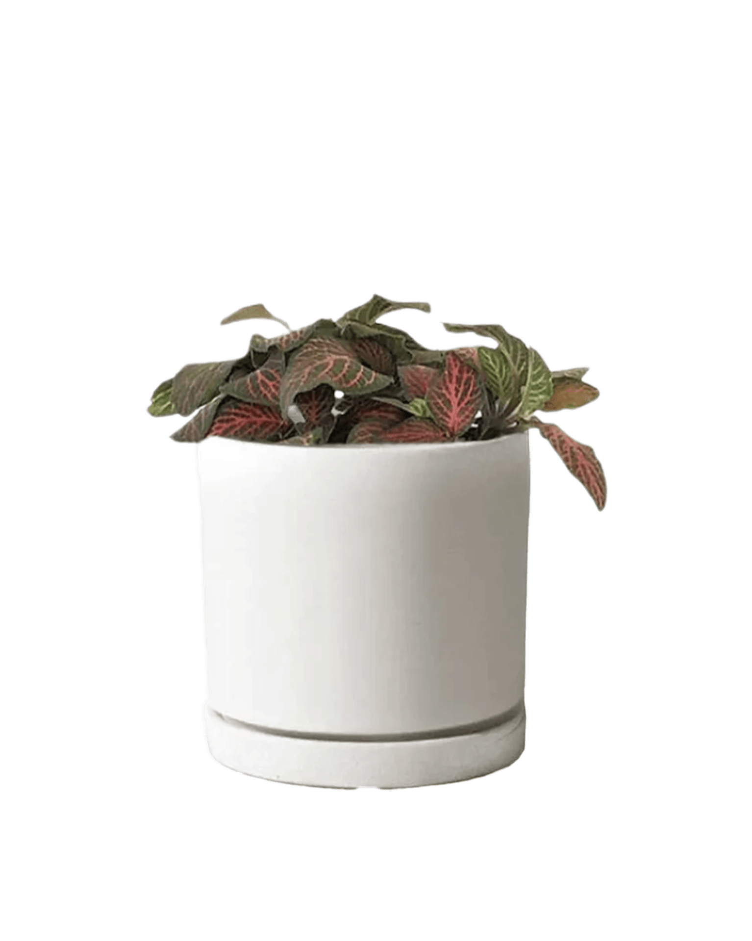 Dojo 3.5" Porcelain Modern Indoor Plant Pot - Chive Ceramics Studio - Pots - Chive Ceramics Studio