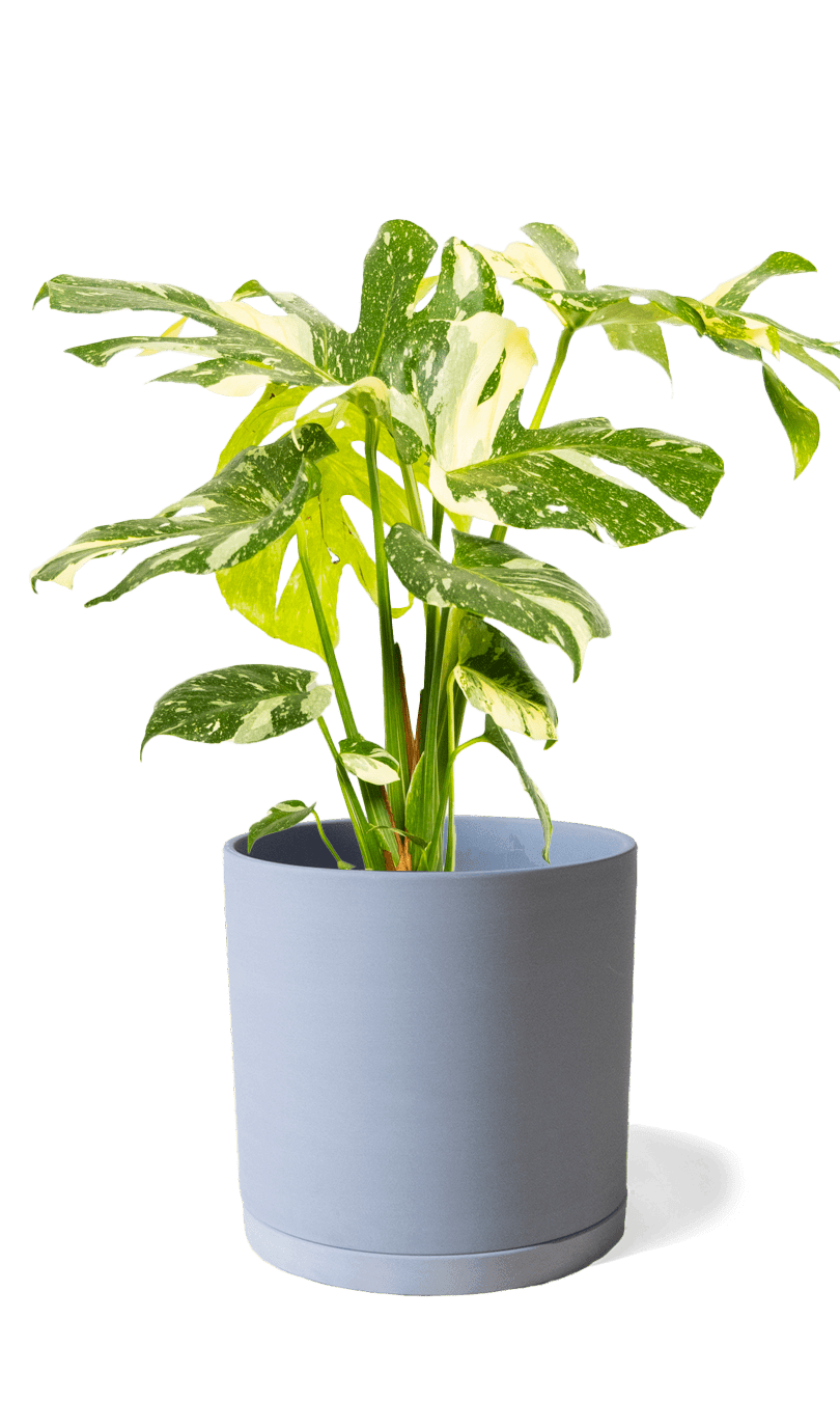 Dojo Porcelain Modern Indoor Plant Pot With Saucer | 6, 7, & 8 Inches - Chive Ceramics Studio - Pots - Chive Ceramics Studio