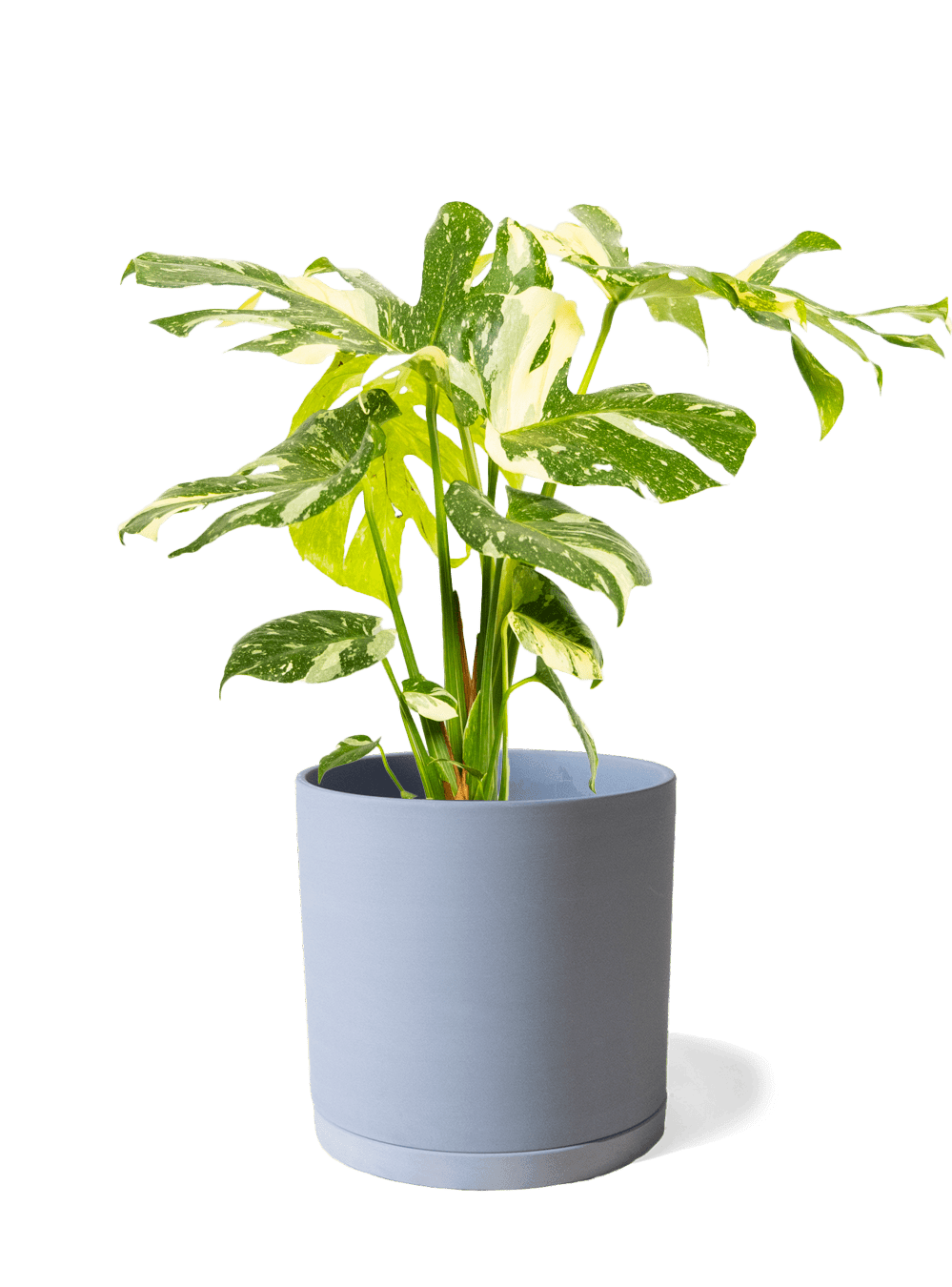 Dojo Porcelain Modern Indoor Plant Pot With Saucer | 6, 7, & 8 Inches - Chive Ceramics Studio - Pots - Chive Ceramics Studio