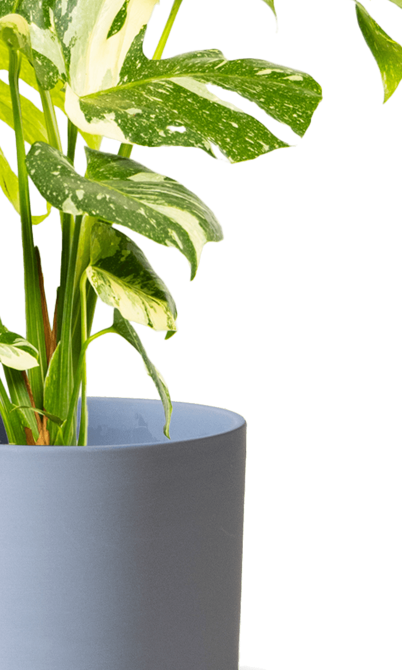 Dojo Porcelain Modern Indoor Plant Pot With Saucer | 6, 7, & 8 Inches - Chive Ceramics Studio - Pots - Chive Ceramics Studio