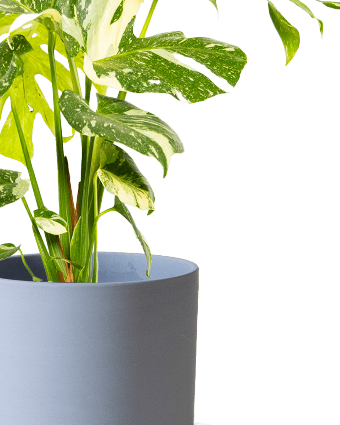Dojo Porcelain Modern Indoor Plant Pot With Saucer | 6, 7, & 8 Inches - Chive Ceramics Studio - Pots - Chive Ceramics Studio