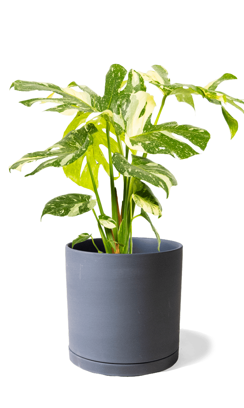 Dojo Porcelain Modern Indoor Plant Pot With Saucer | 6, 7, & 8 Inches - Chive Ceramics Studio - Pots - Chive Ceramics Studio