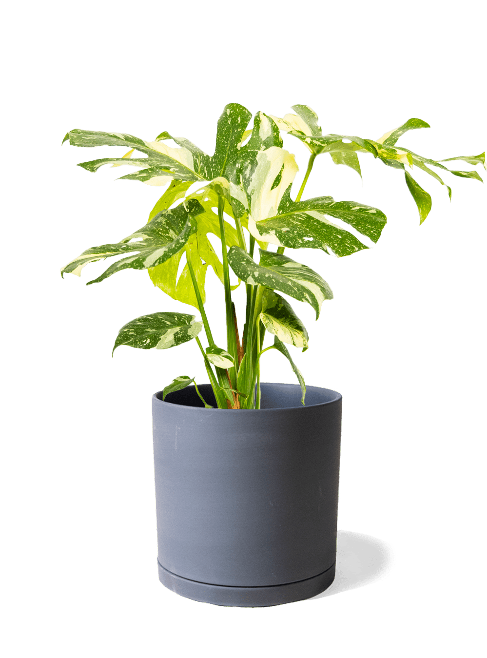 Dojo Porcelain Modern Indoor Plant Pot With Saucer | 6, 7, & 8 Inches - Chive Ceramics Studio - Pots - Chive Ceramics Studio