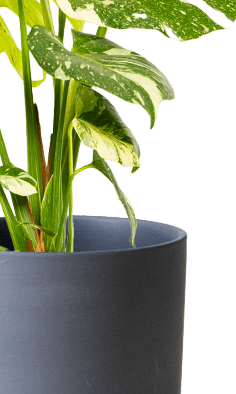 Dojo Porcelain Modern Indoor Plant Pot With Saucer | 6, 7, & 8 Inches - Chive Ceramics Studio - Pots - Chive Ceramics Studio