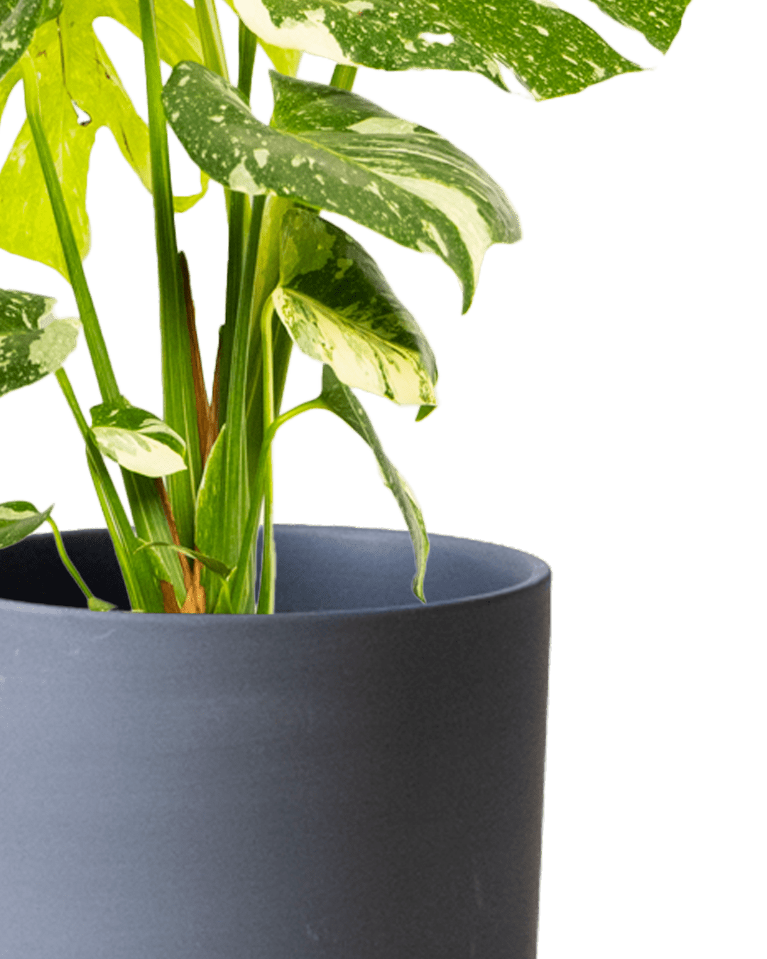 Dojo Porcelain Modern Indoor Plant Pot With Saucer | 6, 7, & 8 Inches - Chive Ceramics Studio - Pots - Chive Ceramics Studio
