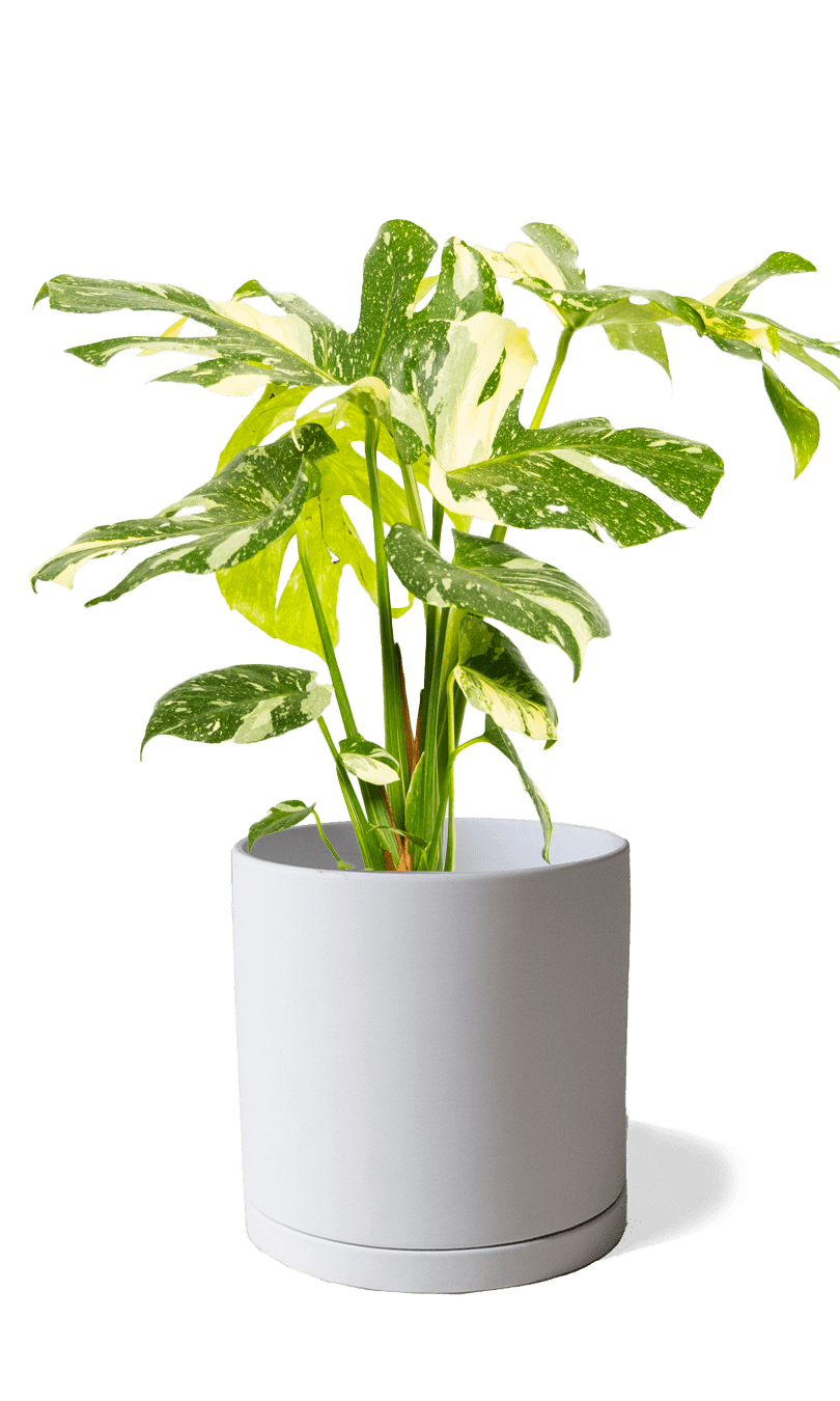 Dojo Porcelain Modern Indoor Plant Pot With Saucer | 6, 7, & 8 Inches - Chive Ceramics Studio - Pots - Chive Ceramics Studio