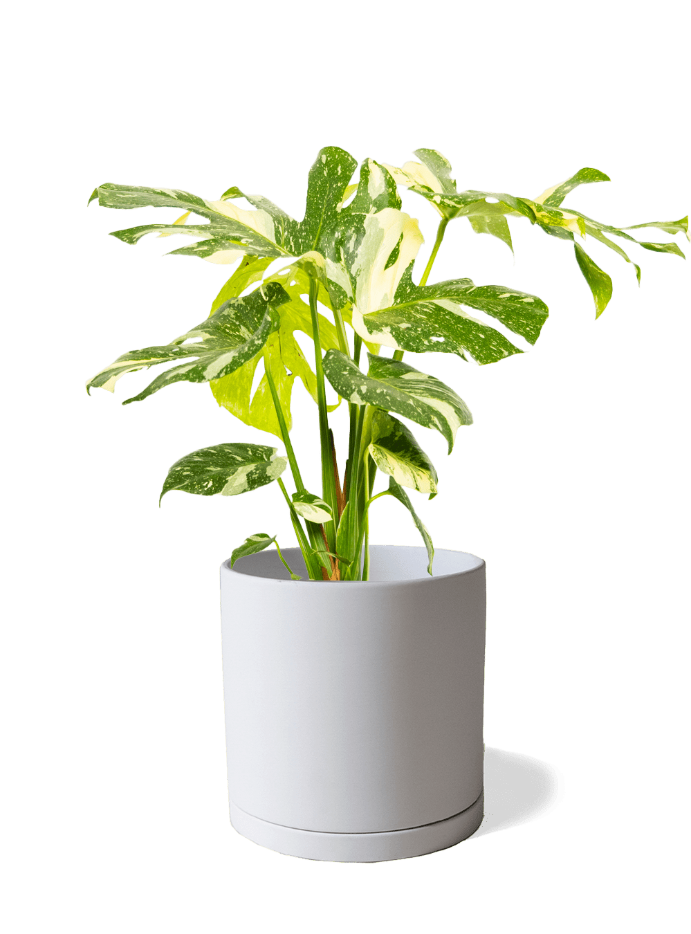 Dojo Porcelain Modern Indoor Plant Pot With Saucer | 6, 7, & 8 Inches - Chive Ceramics Studio - Pots - Chive Ceramics Studio