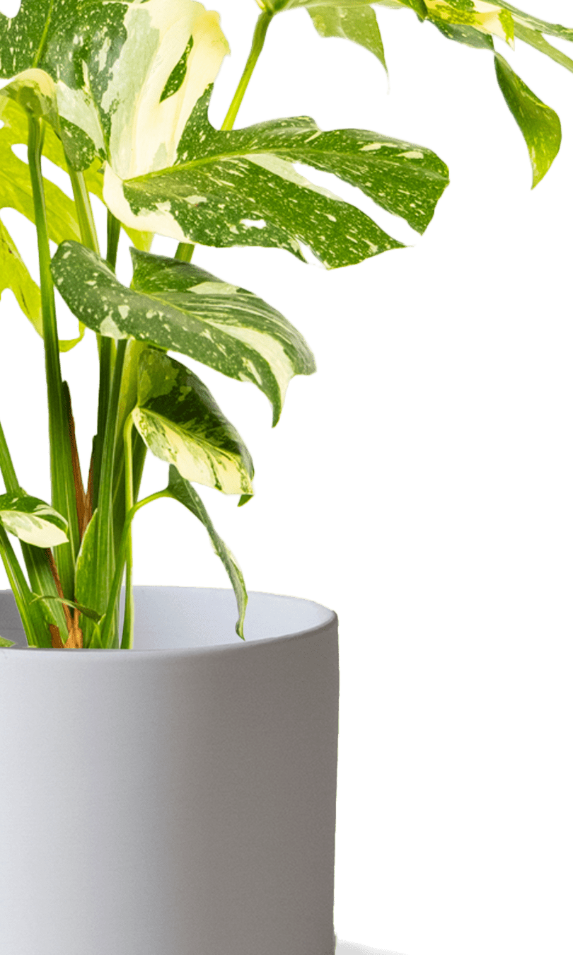Dojo Porcelain Modern Indoor Plant Pot With Saucer | 6, 7, & 8 Inches - Chive Ceramics Studio - Pots - Chive Ceramics Studio
