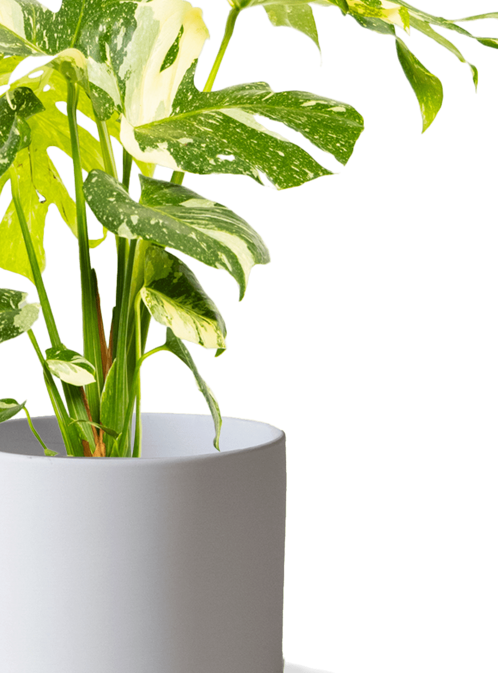 Dojo Porcelain Modern Indoor Plant Pot With Saucer | 6, 7, & 8 Inches - Chive Ceramics Studio - Pots - Chive Ceramics Studio
