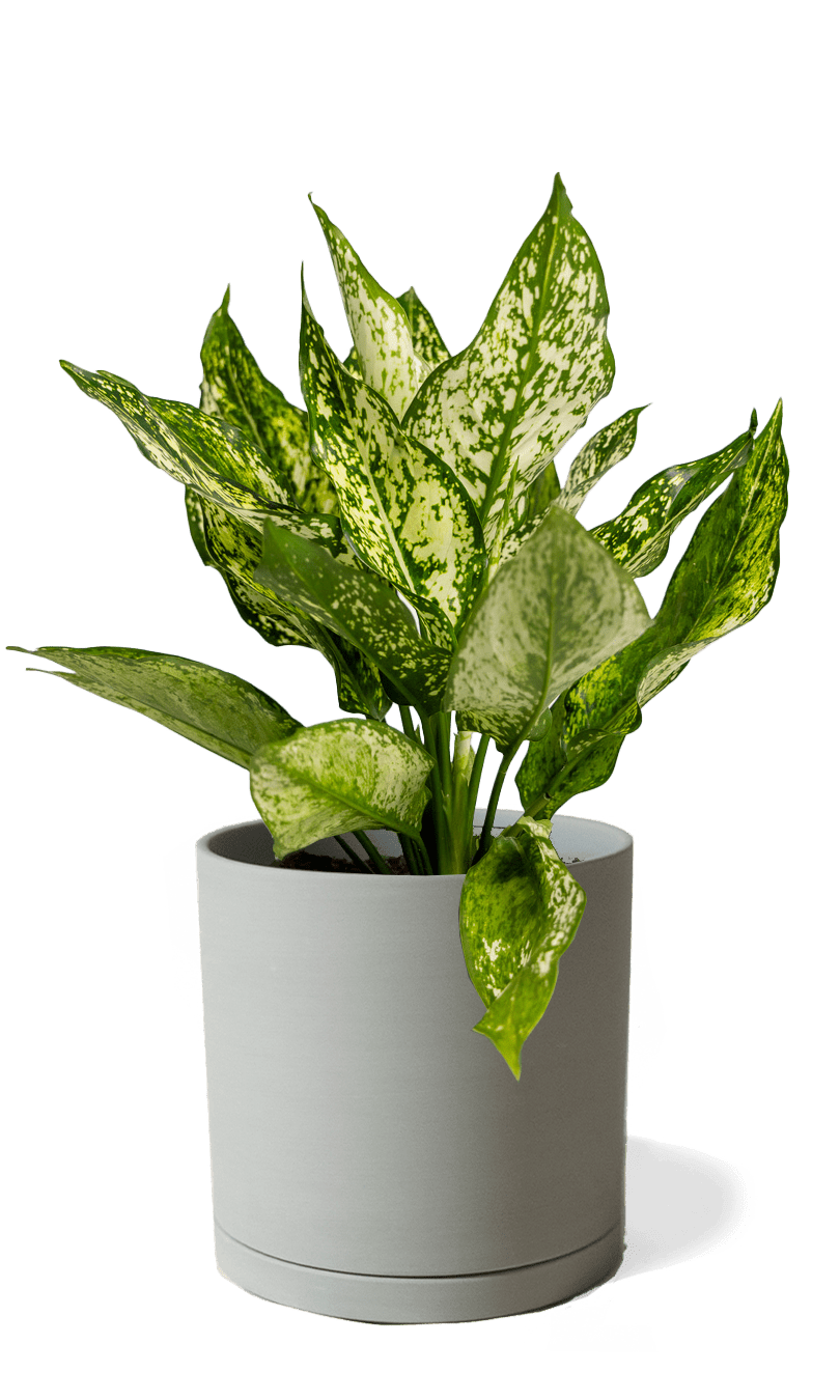 Dojo Porcelain Modern Indoor Plant Pot With Saucer | 6, 7, & 8 Inches - Chive Ceramics Studio - Pots - Chive Ceramics Studio