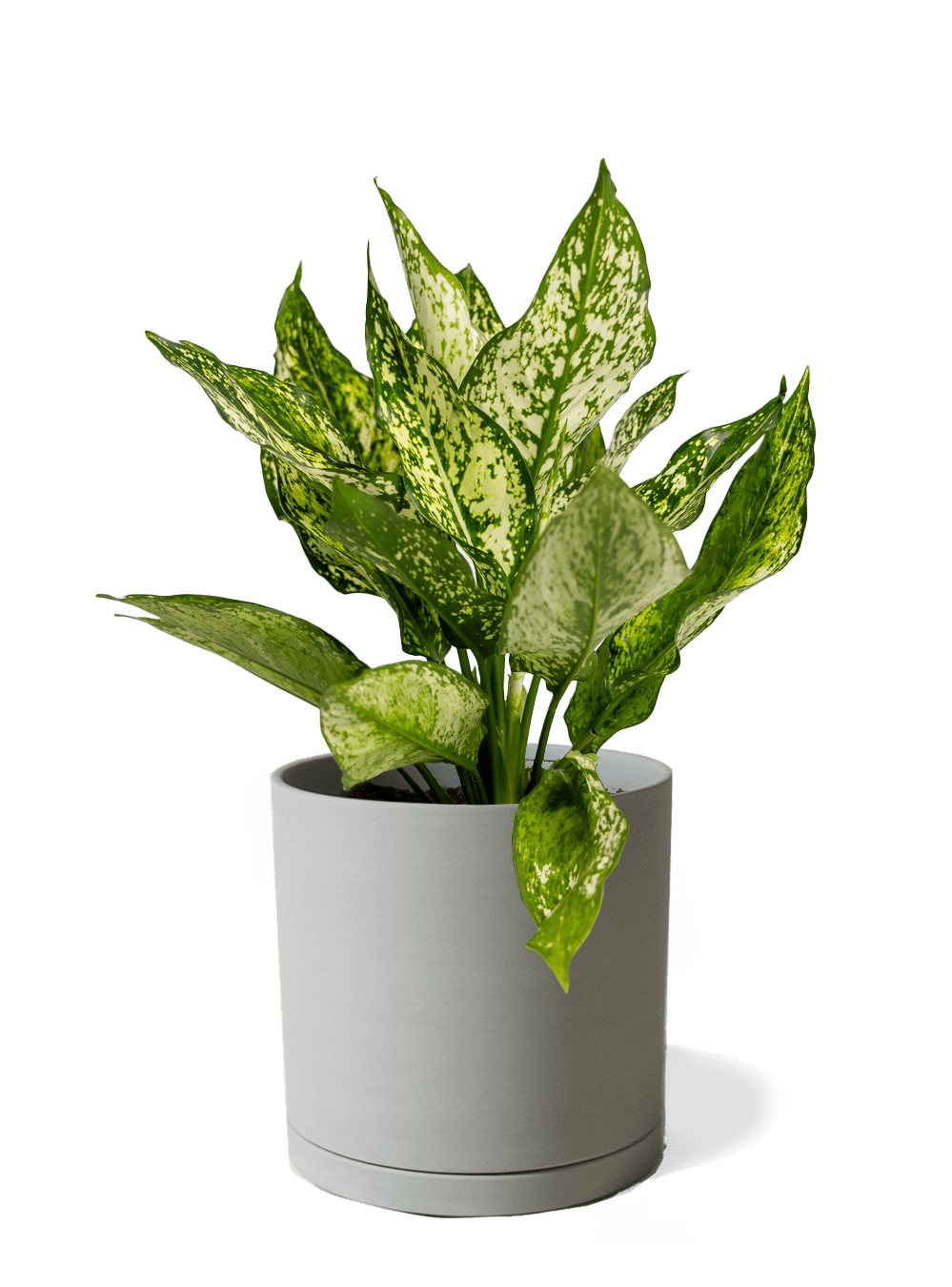 Dojo Porcelain Modern Indoor Plant Pot With Saucer | 6, 7, & 8 Inches - Chive Ceramics Studio - Pots - Chive Ceramics Studio