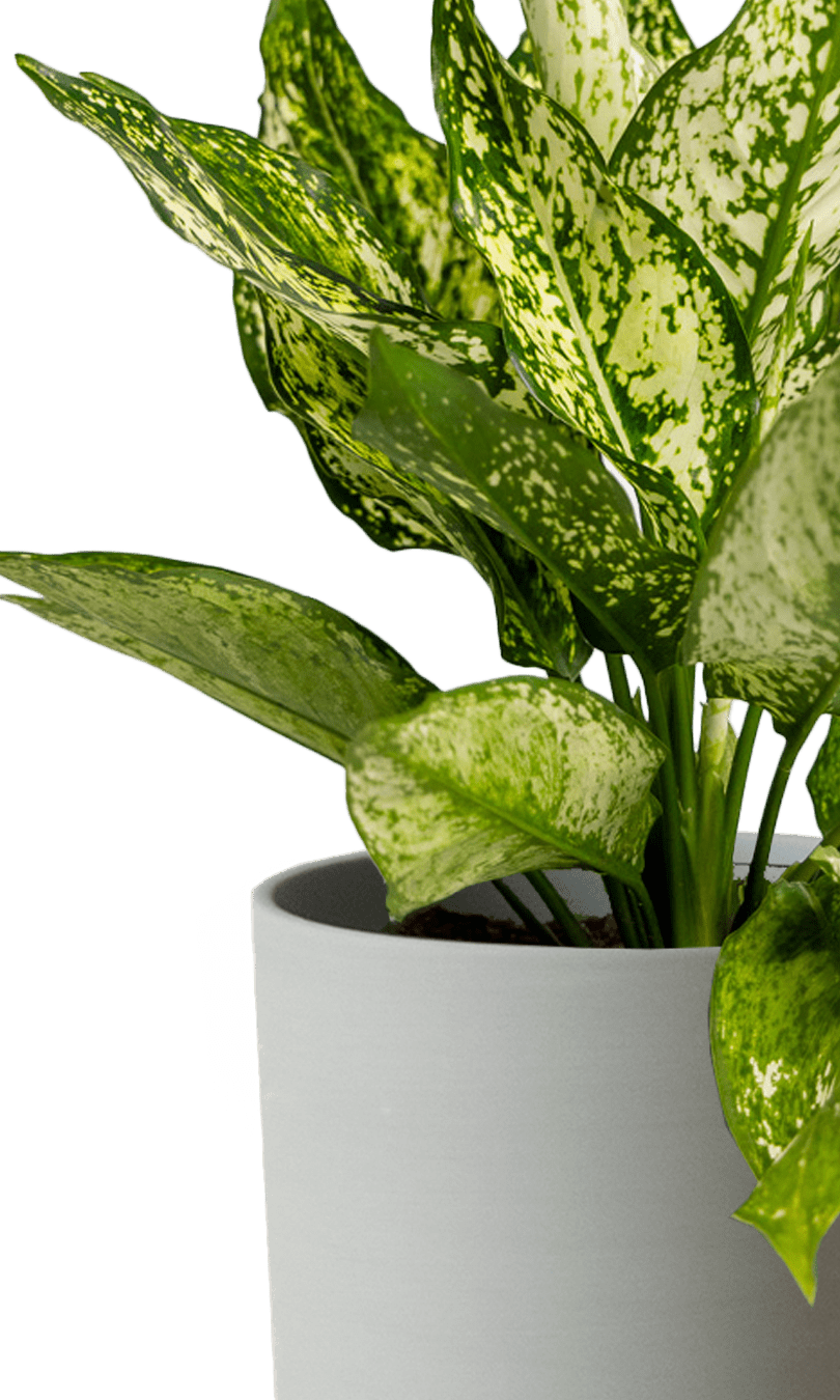 Dojo Porcelain Modern Indoor Plant Pot With Saucer | 6, 7, & 8 Inches - Chive Ceramics Studio - Pots - Chive Ceramics Studio