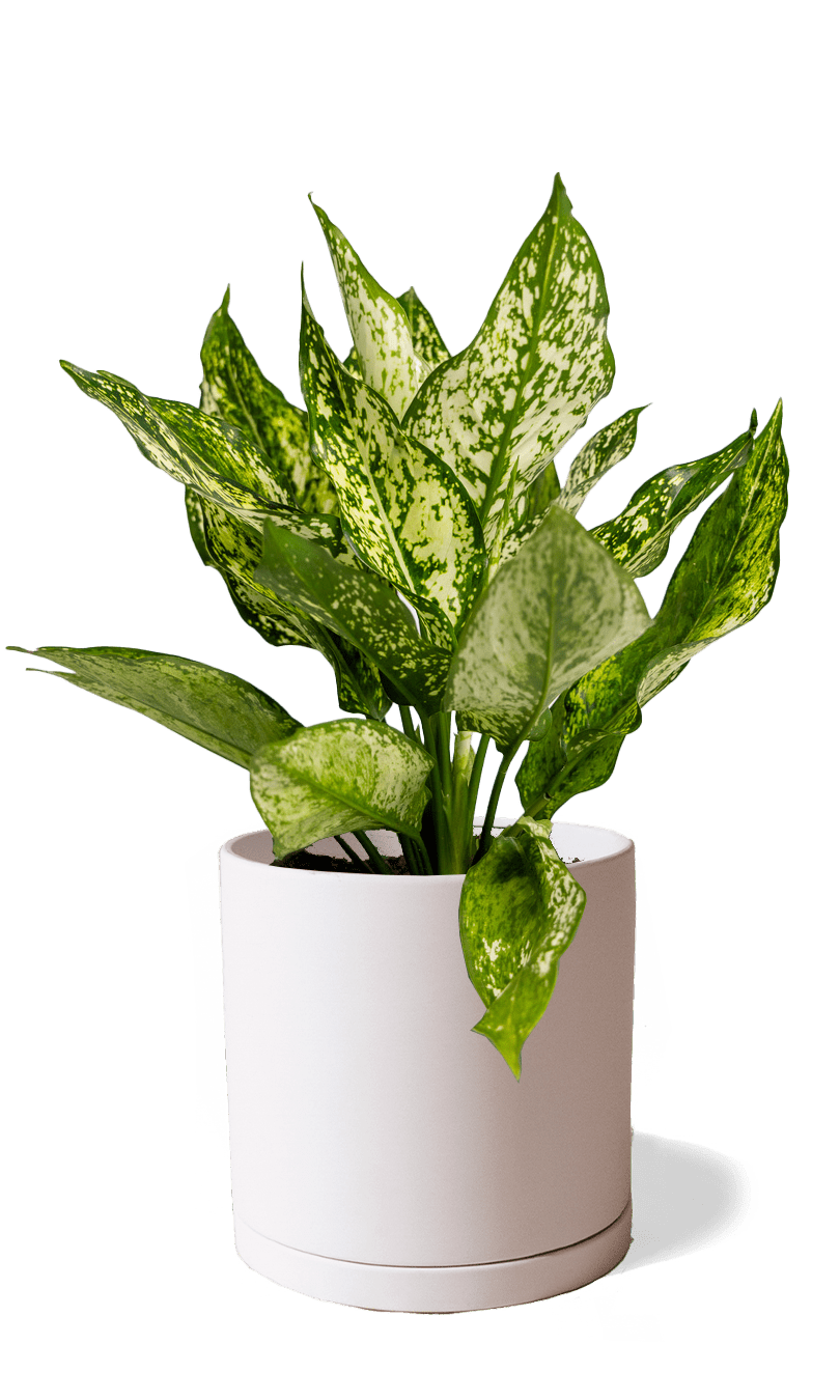 Dojo Porcelain Modern Indoor Plant Pot With Saucer | 6, 7, & 8 Inches - Chive Ceramics Studio - Pots - Chive Ceramics Studio