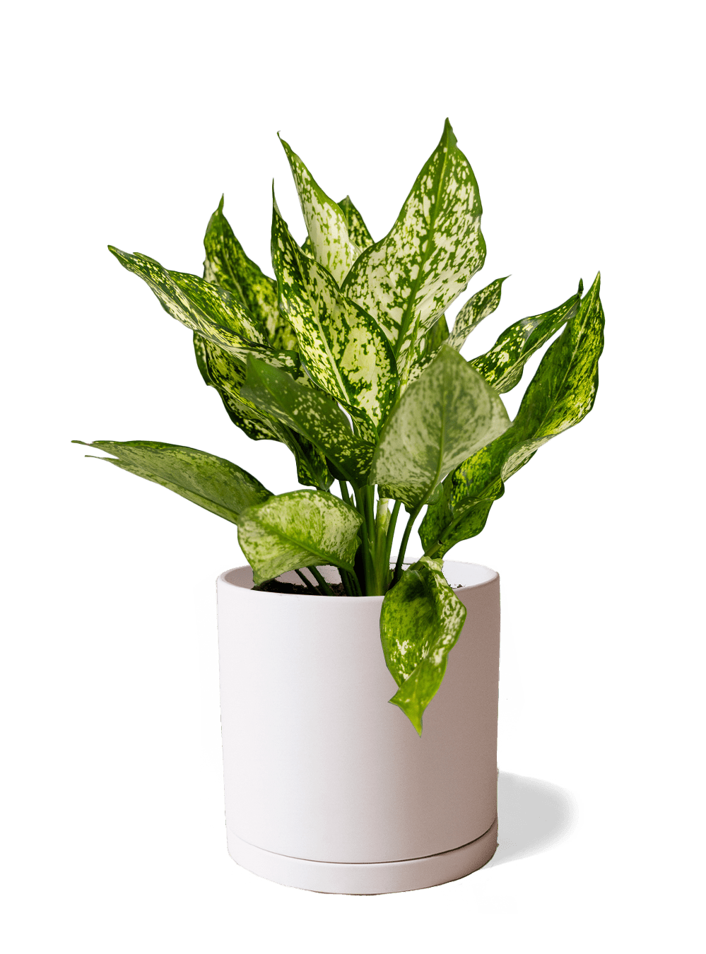 Dojo Porcelain Modern Indoor Plant Pot With Saucer | 6, 7, & 8 Inches - Chive Ceramics Studio - Pots - Chive Ceramics Studio