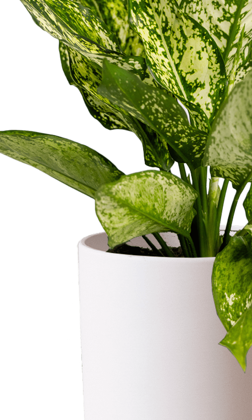 Dojo Porcelain Modern Indoor Plant Pot With Saucer | 6, 7, & 8 Inches - Chive Ceramics Studio - Pots - Chive Ceramics Studio