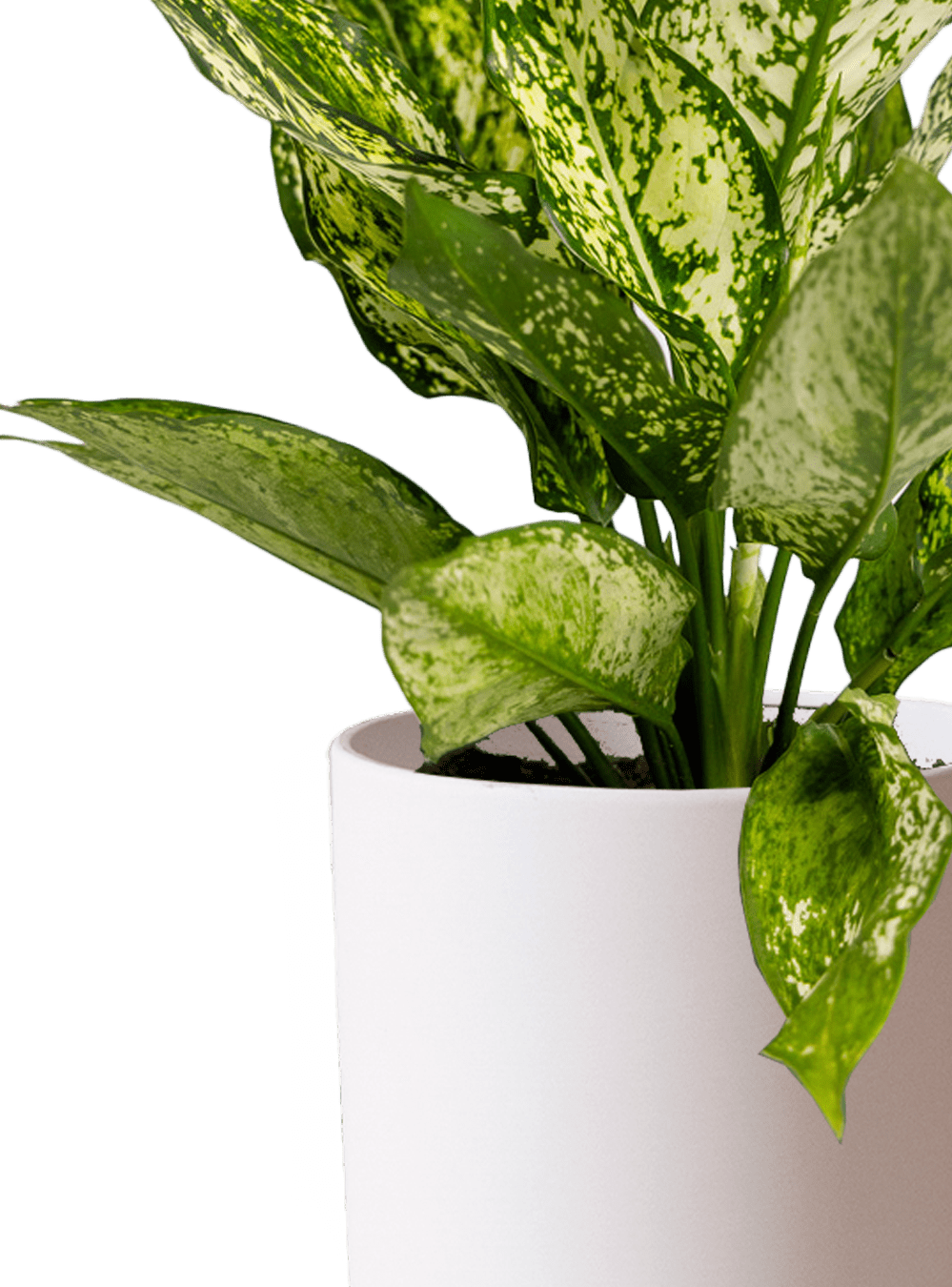 Dojo Porcelain Modern Indoor Plant Pot With Saucer | 6, 7, & 8 Inches - Chive Ceramics Studio - Pots - Chive Ceramics Studio