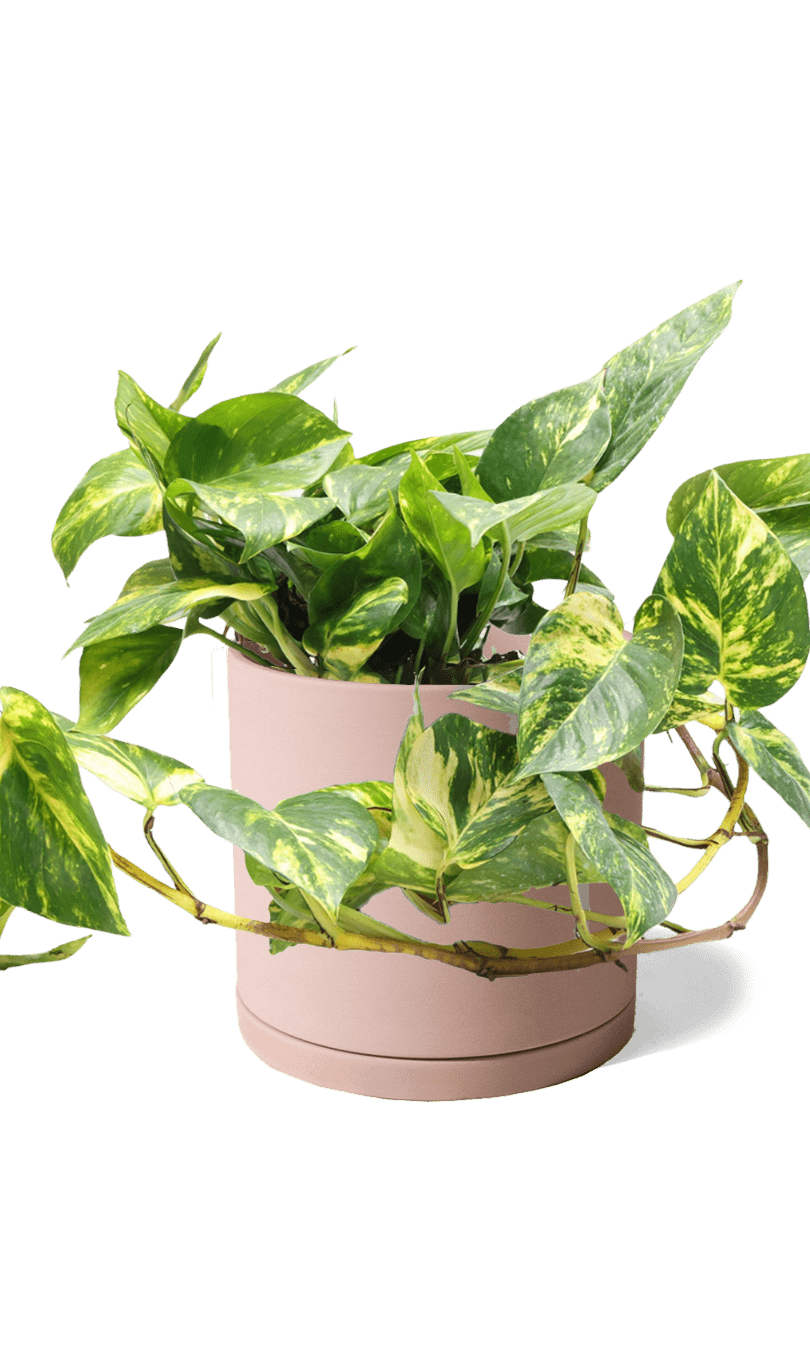 Dojo Porcelain Modern Indoor Plant Pot With Saucer | 6, 7, & 8 Inches - Chive Ceramics Studio - Pots - Chive Ceramics Studio