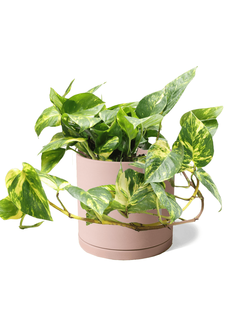 Dojo Porcelain Modern Indoor Plant Pot With Saucer | 6, 7, & 8 Inches - Chive Ceramics Studio - Pots - Chive Ceramics Studio