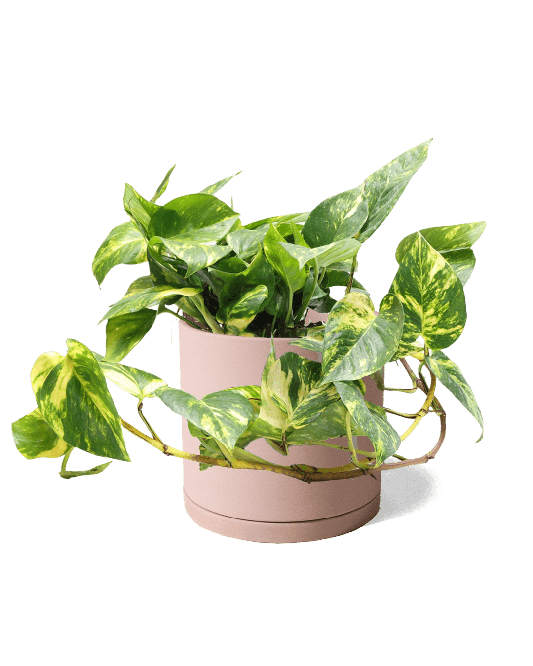 Dojo Porcelain Modern Indoor Plant Pot With Saucer | 6, 7, & 8 Inches - Chive Ceramics Studio - Pots - Chive Ceramics Studio