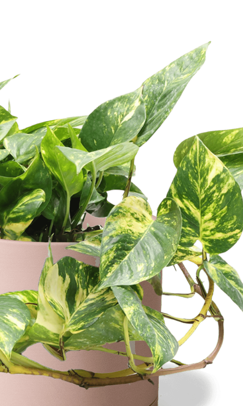 Dojo Porcelain Modern Indoor Plant Pot With Saucer | 6, 7, & 8 Inches - Chive Ceramics Studio - Pots - Chive Ceramics Studio