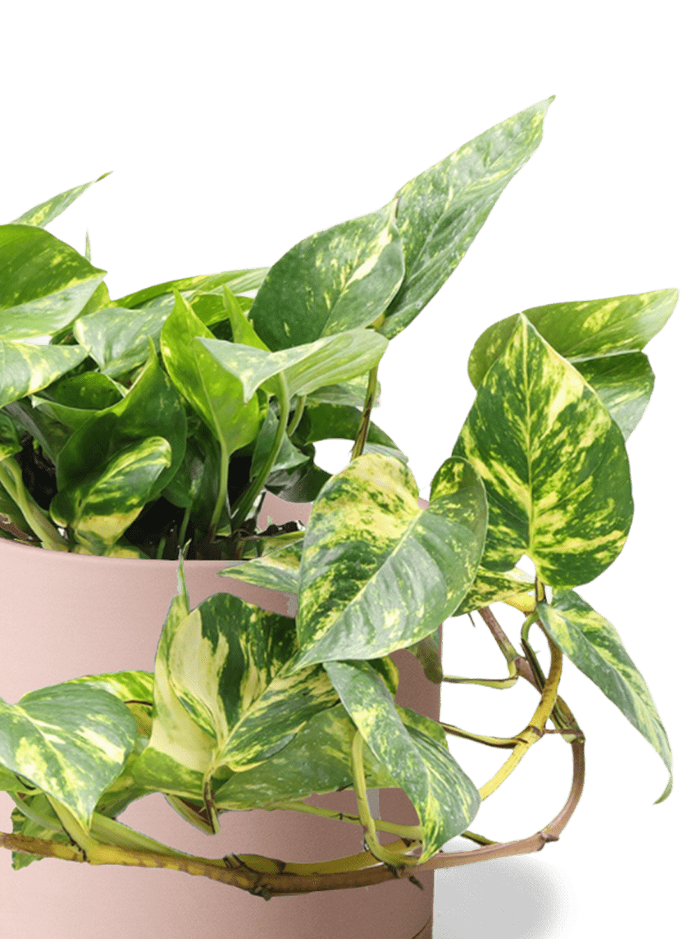 Dojo Porcelain Modern Indoor Plant Pot With Saucer | 6, 7, & 8 Inches - Chive Ceramics Studio - Pots - Chive Ceramics Studio