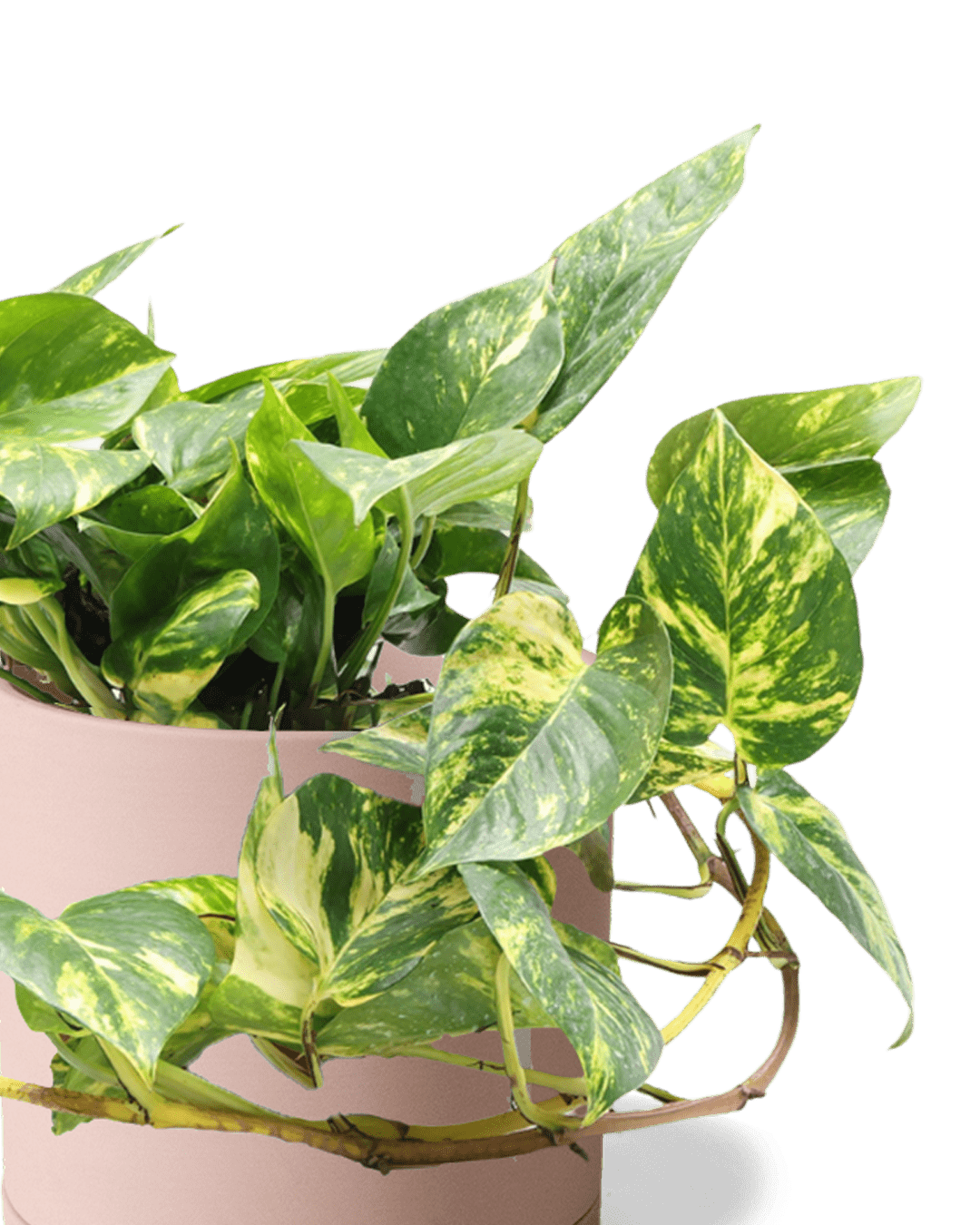 Dojo Porcelain Modern Indoor Plant Pot With Saucer | 6, 7, & 8 Inches - Chive Ceramics Studio - Pots - Chive Ceramics Studio