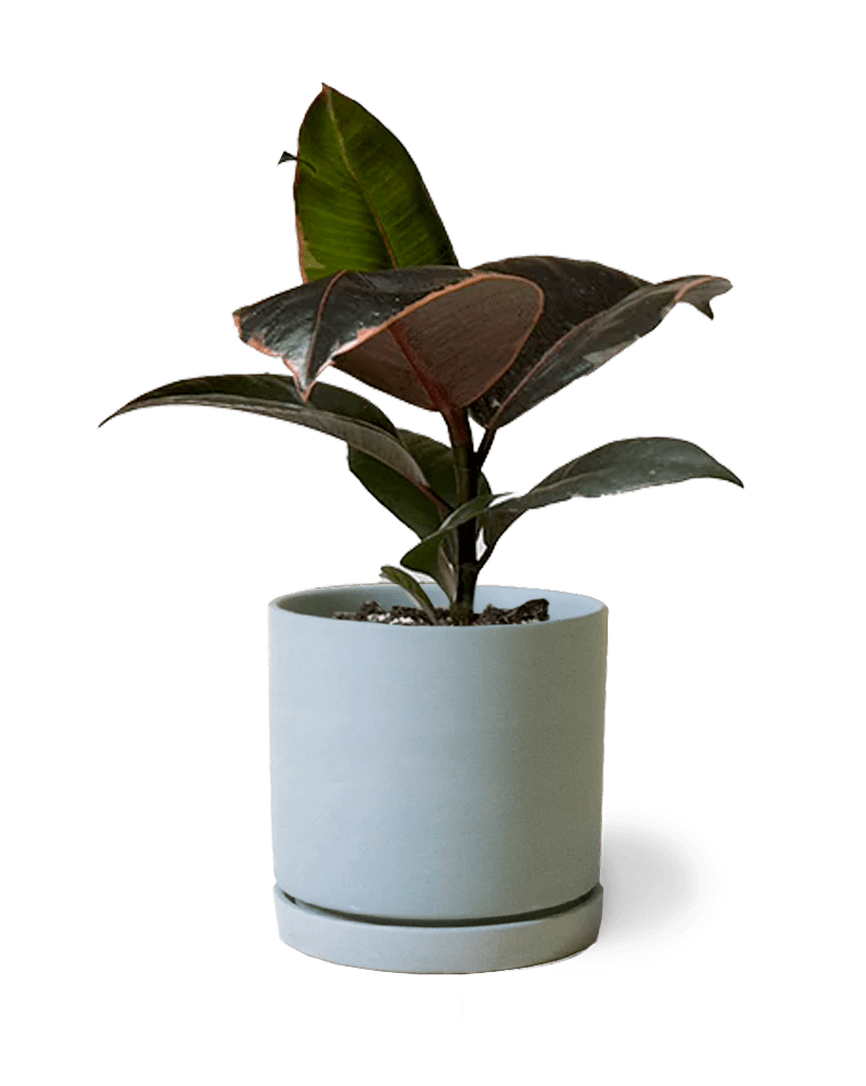 Dojo Porcelain Modern Indoor Plant Pot With Saucer - Chive Ceramics Studio - Pots - Chive Ceramics Studio