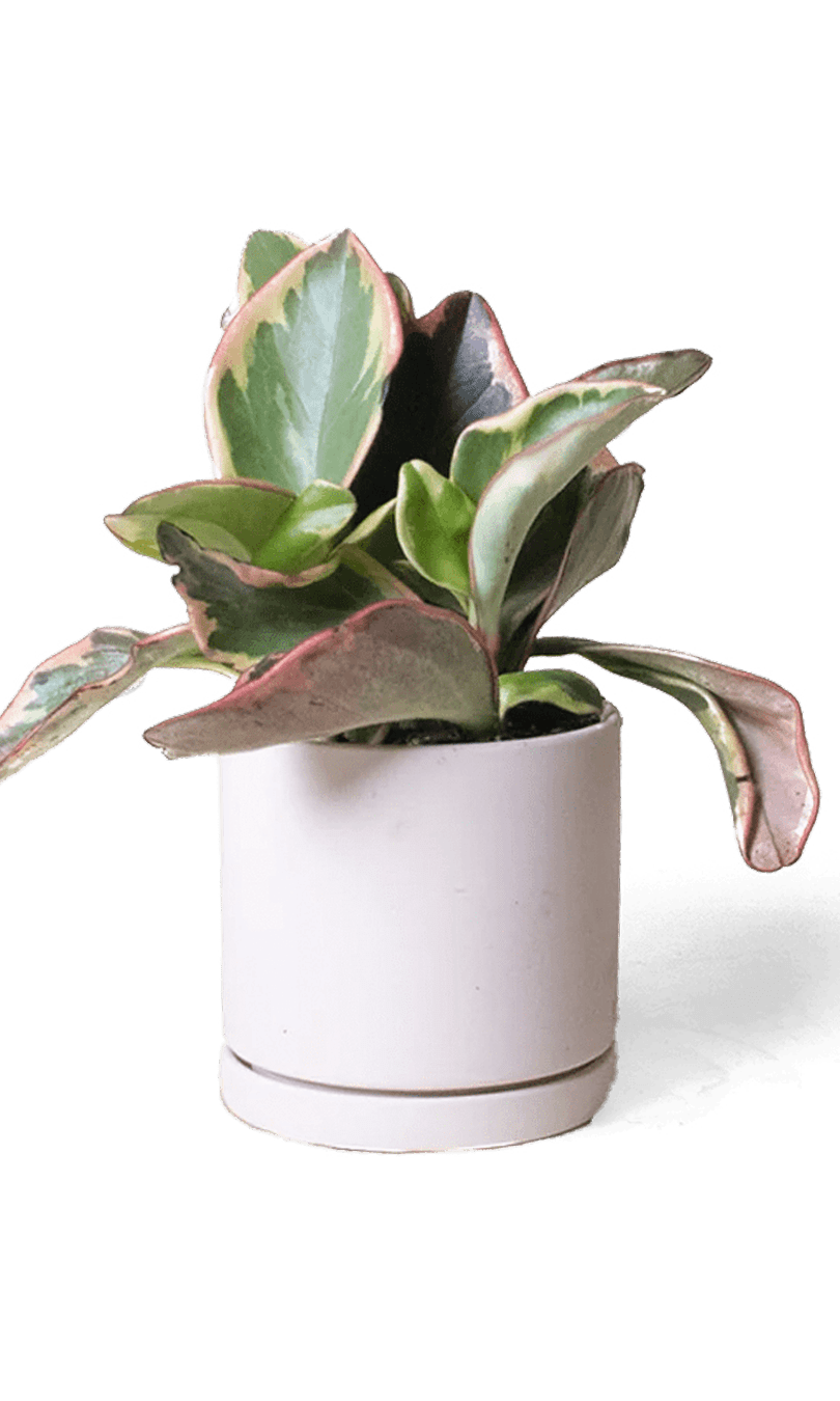 Dojo Porcelain Modern Indoor Plant Pot With Saucer - Chive Ceramics Studio - Pots - Chive Ceramics Studio