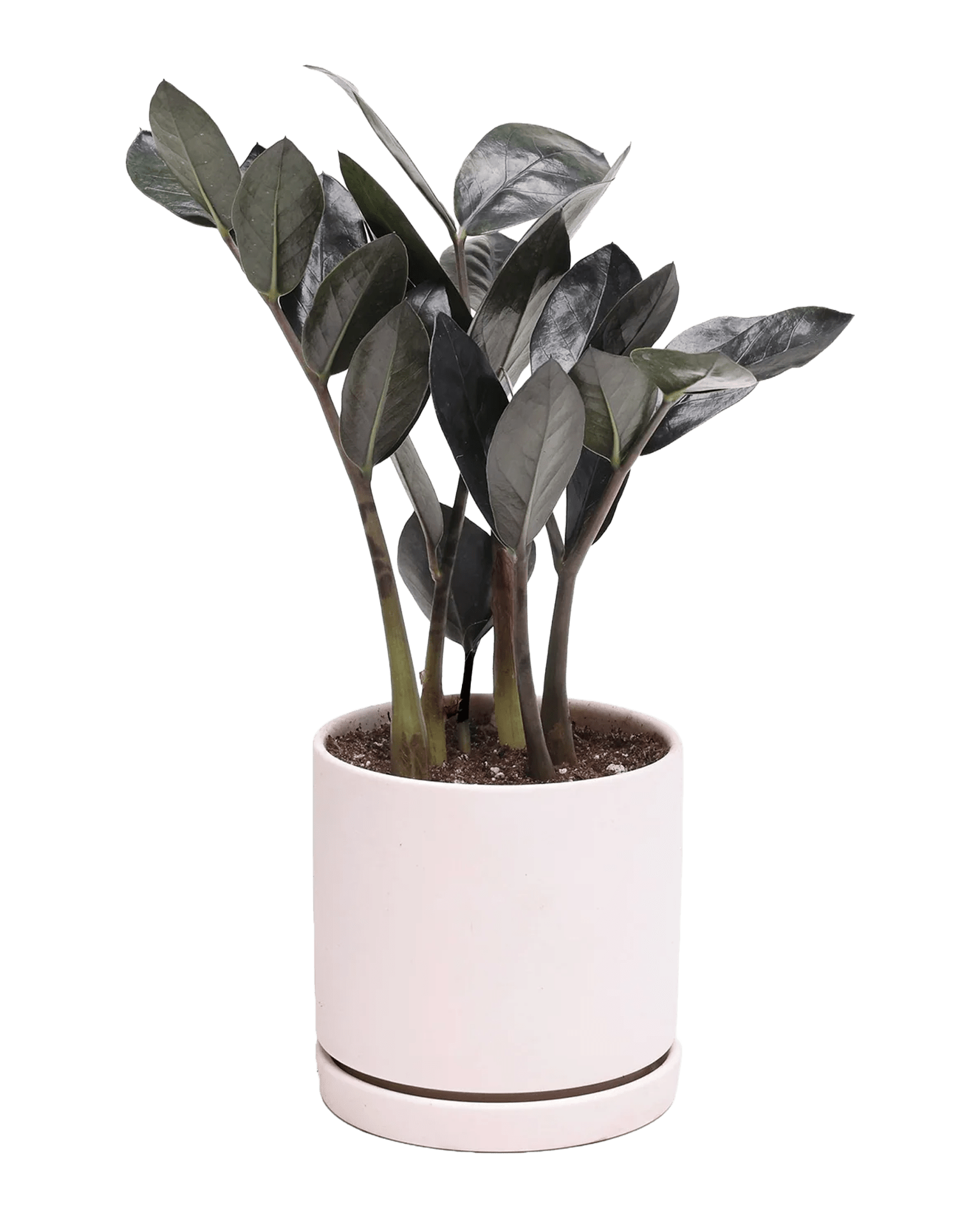 Dojo 6" Porcelain Modern Indoor Plant Pot - Chive Ceramics Studio - Pots - Chive Ceramics Studio